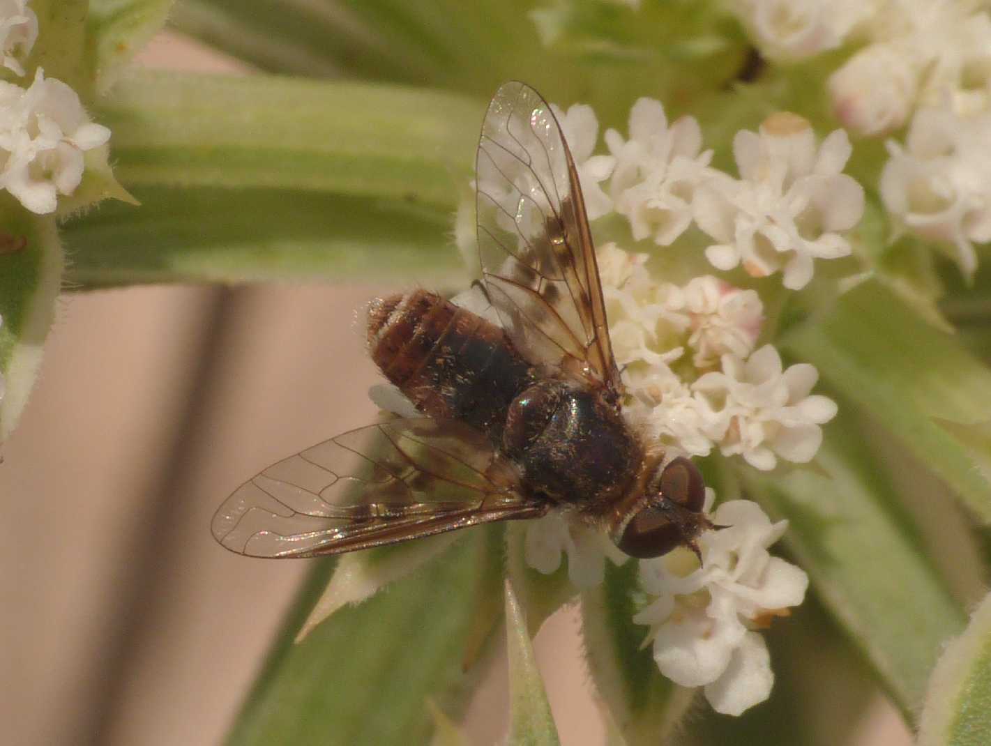 Bombiliidae minuscolo